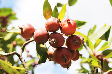 Image showing red apples