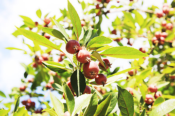 Image showing red apples