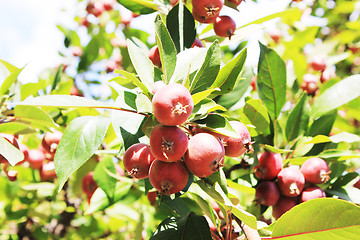 Image showing red apples