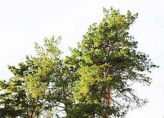 Image showing Pine tree