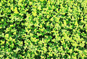 Image showing clover background