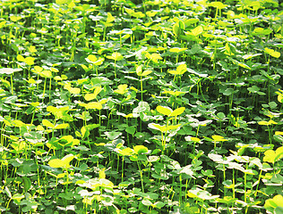 Image showing clover background