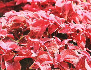 Image showing Red flovers