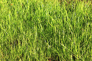 Image showing Green grass background