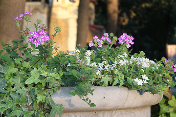 Image showing flowers