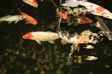 Image showing Koi Carps