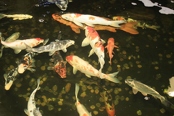 Image showing Koi Carps