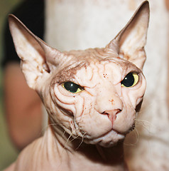 Image showing Hairless white cat.