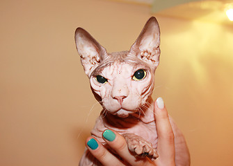 Image showing Hairless white cat.