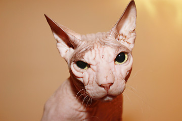 Image showing Hairless white cat.