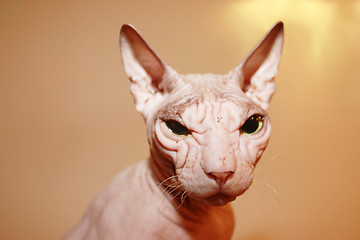 Image showing Hairless white cat.