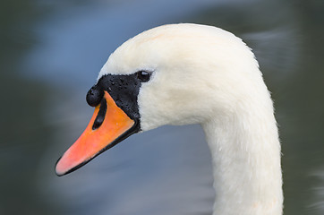 Image showing Head profile single portrait of white graceful swan