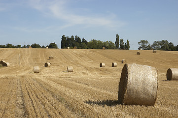 Image showing Golden fields