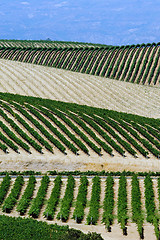 Image showing Napa Valley