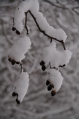 Image showing Snow-covered alder