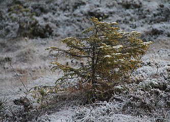 Image showing Norwegian spruce