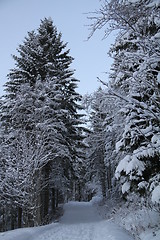 Image showing Winter forrest