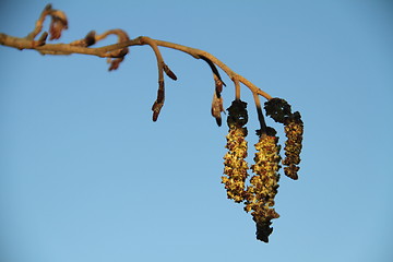 Image showing Alder catkins