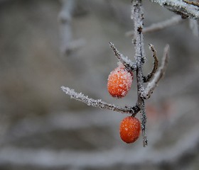 Image showing Frozen buckthorn berries