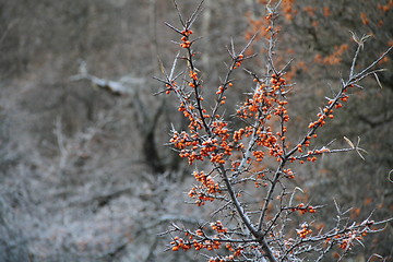 Image showing Frozen buckthorn 