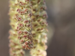 Image showing Alder catkins