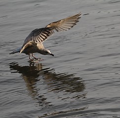 Image showing Gull landing