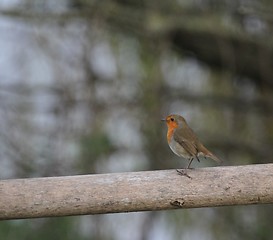 Image showing Robin