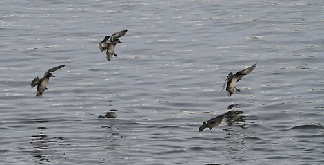 Image showing Ducks landing on the Thames