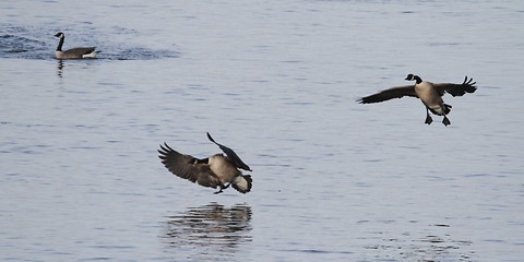 Image showing Geese landing on the Thames