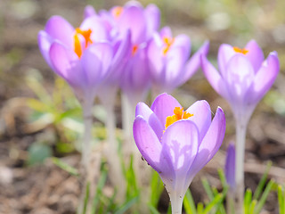 Image showing Crocus spring blooming violet flowers on Alpine meadow