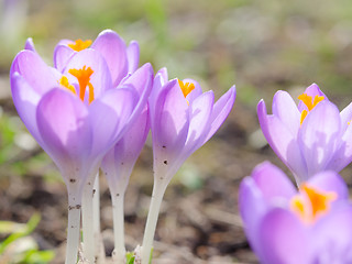 Image showing Fresh lilac spring blossoming crocus flowers in Alpine glade