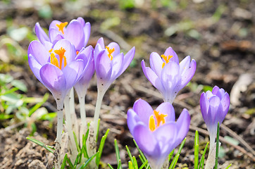 Image showing Vivid spring blooming crocuses or saffron sunlit flowers