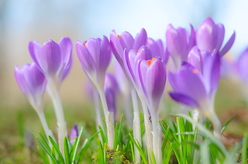 Image showing Beautiful spring crocus flowers on sunlit Alpine glade