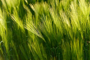 Image showing Closeup photo of some fresh wheat