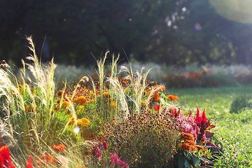 Image showing Small red flowers at spring