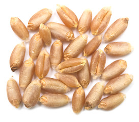 Image showing wheat grain