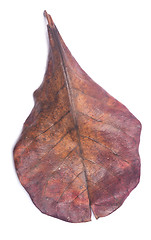 Image showing dry leaf