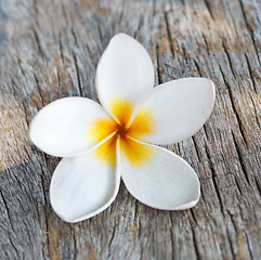 Image showing white plumeria