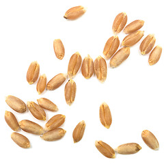 Image showing wheat grain