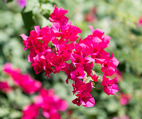 Image showing red flowers 