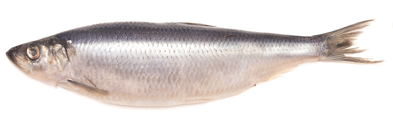 Image showing salted herring