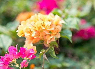 Image showing tropical flowers