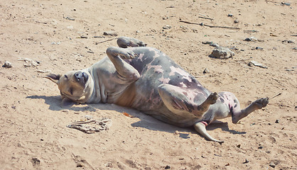 Image showing relaxing dog