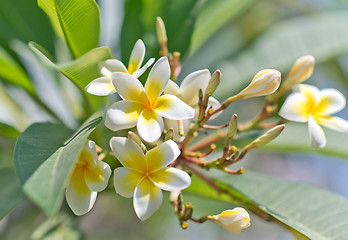 Image showing plumeria flowers