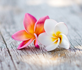 Image showing plumeria flowers