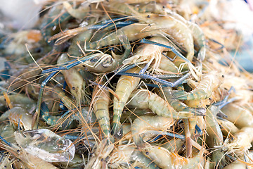 Image showing fresh shrimps