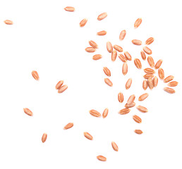 Image showing wheat grain