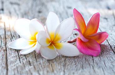 Image showing tropical flowers