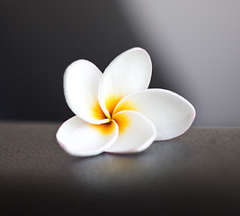 Image showing white plumeria