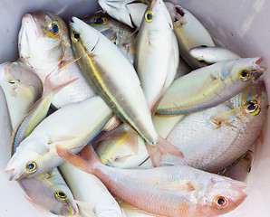 Image showing fresh fish